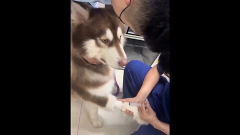 Dogs Waking Up From Anesthesia Is The Funniest Thing You'll See Today