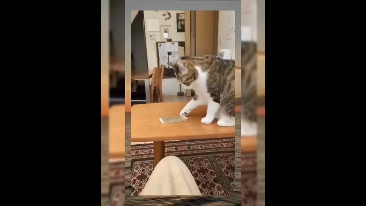 Naughty cat 🐱😅