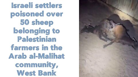 Israeli settlers poisoned over 50 sheep belonging to Palestinian farmers in the West bank