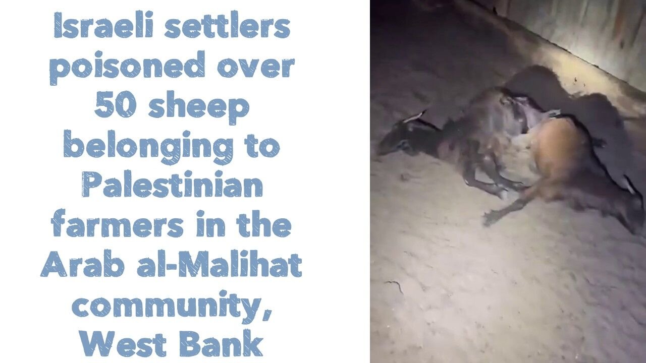 Israeli settlers poisoned over 50 sheep belonging to Palestinian farmers in the West bank