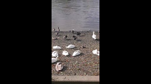 Swans and other birds on banks of the Thames
