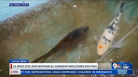 Zoo adds koi fish to Asian exhibit space