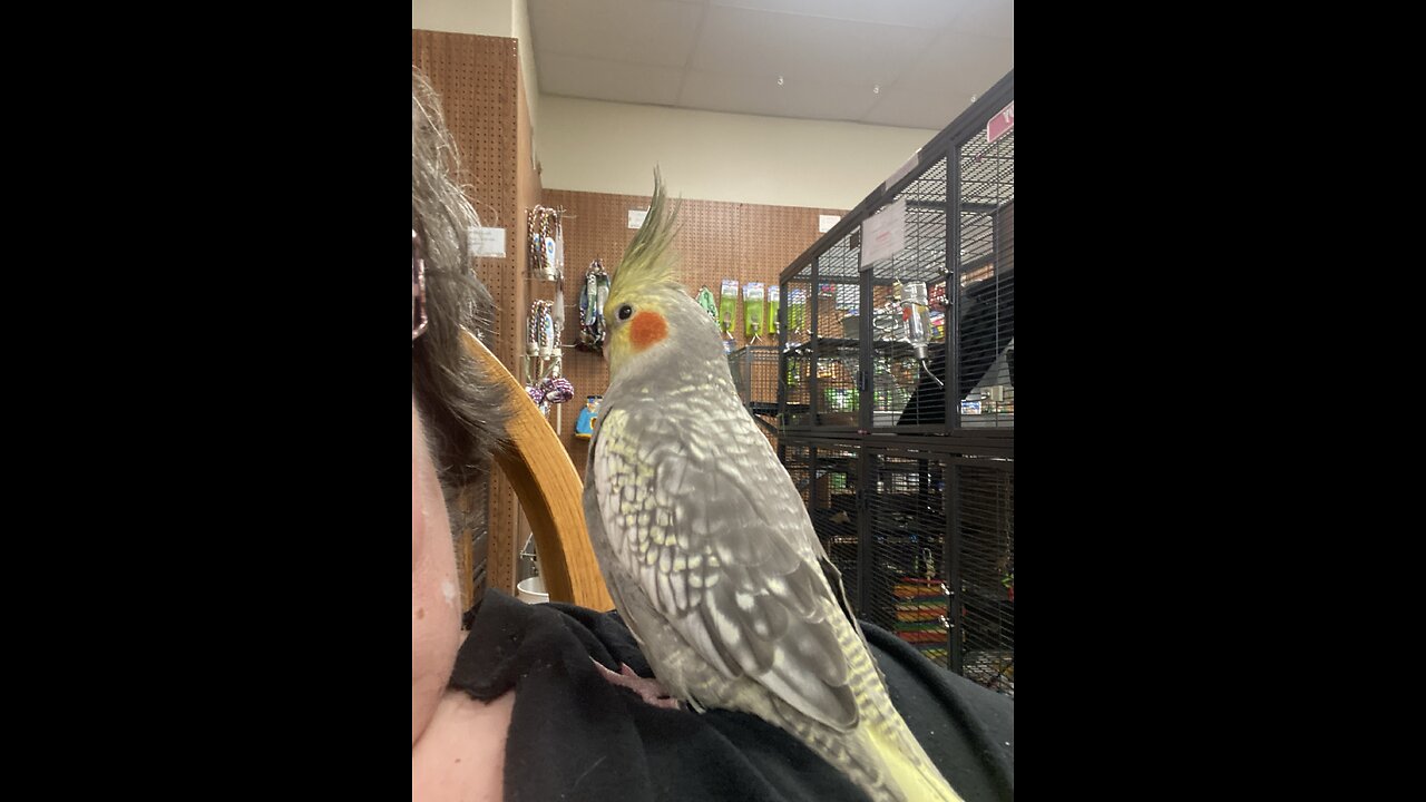 Jay & Baby Cockatiel