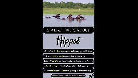 5 Weird Facts About Hippos #wildlifefacts #animallovers
