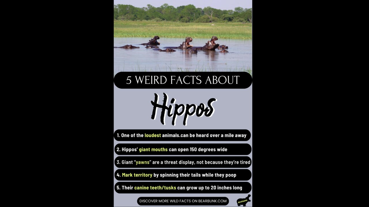 5 Weird Facts About Hippos #wildlifefacts #animallovers