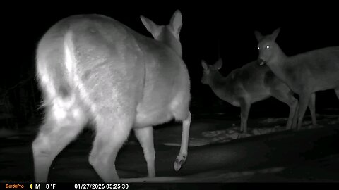 Deer After Southern Illinois Snow Storm 01 27 2026 Deer Cam Game Cam Trail Camera