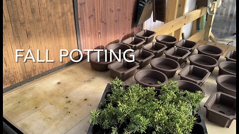 Fall Potting