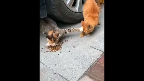 cats fights