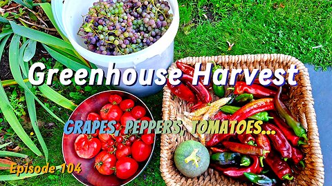 September Greenhouse Harvest Grapes, Tomatoes, Peppers & First Chilies