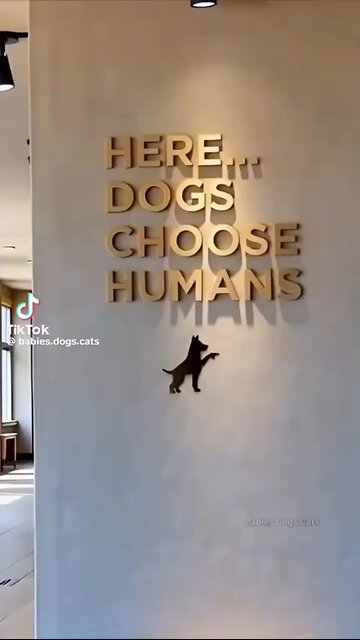 Love All Life Always #391 - So Cool. Dogs Choosing Their New Owners. Let The Love Flow Freely! 💖💖