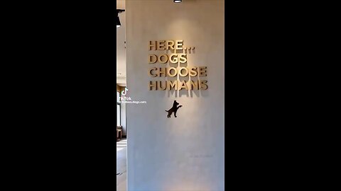 Love All Life Always #391 - So Cool. Dogs Choosing Their New Owners. Let The Love Flow Freely! 💖💖