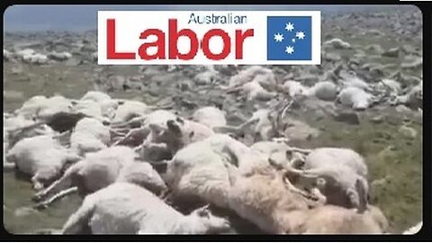 Fraud Labor Government kill 23 million sheep & want to stop live Sheep Exports! ''It's Cruel''