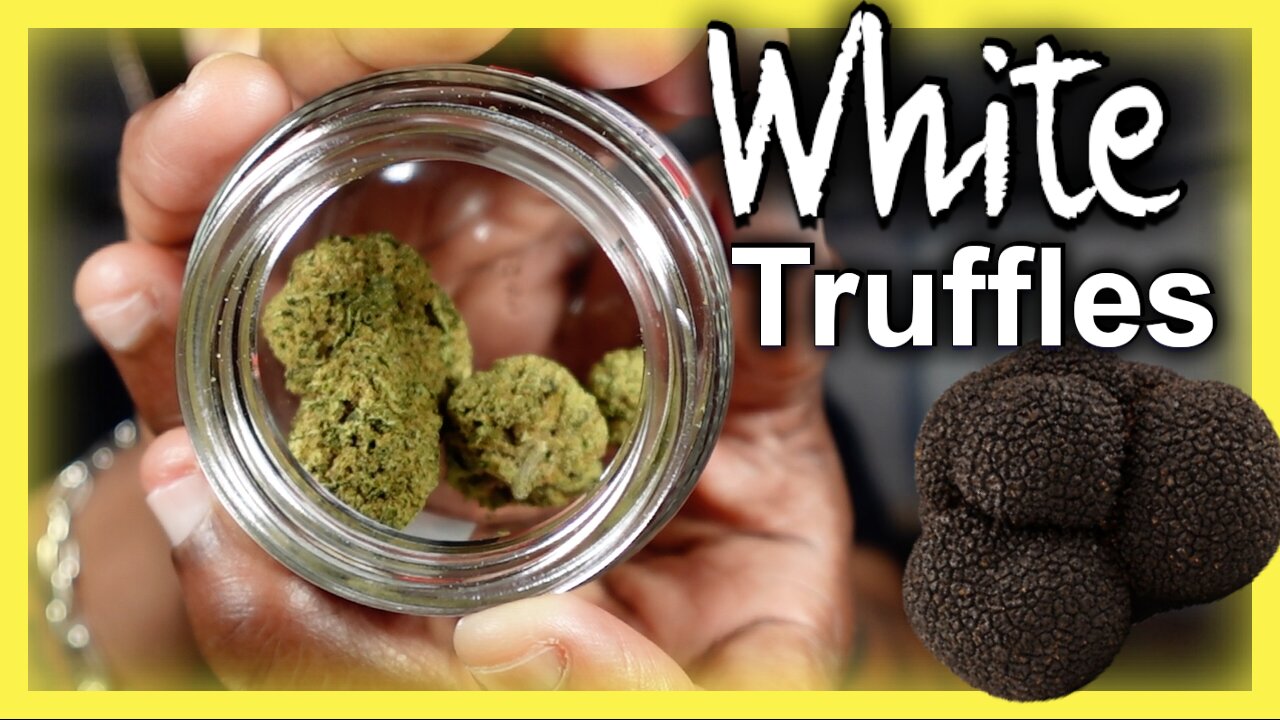 JK Distro’s White Truffles 🍄🔥 – Earthy, Potent, and Smooth! Is This the Ultimate Chill Strain?