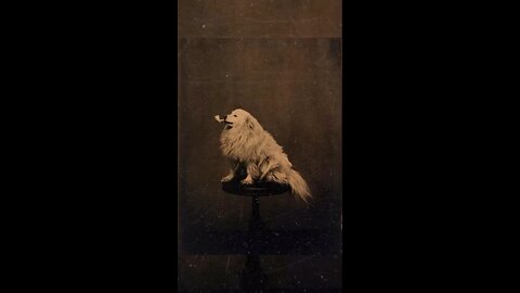 People Were Taking Silly Pet Photos Even in 1875 🐶📸