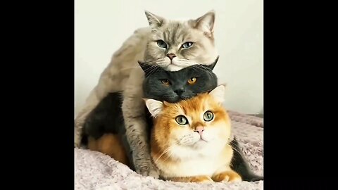 top Funny Animals😅❤️🐵🐯🐶🐱