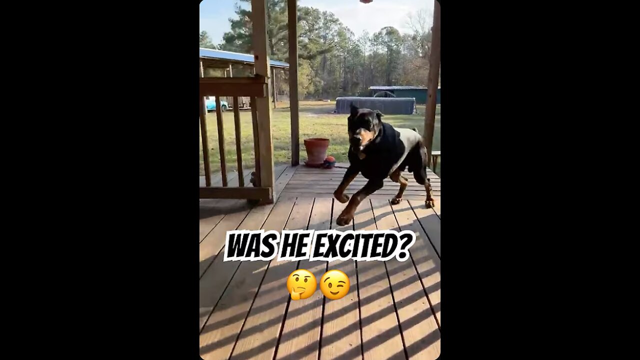 Doberman Recall from 100 Yards: Vader Comes Running on Cue 🐾👏