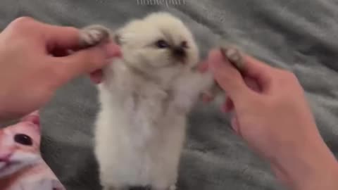 Pets dancing. So cute