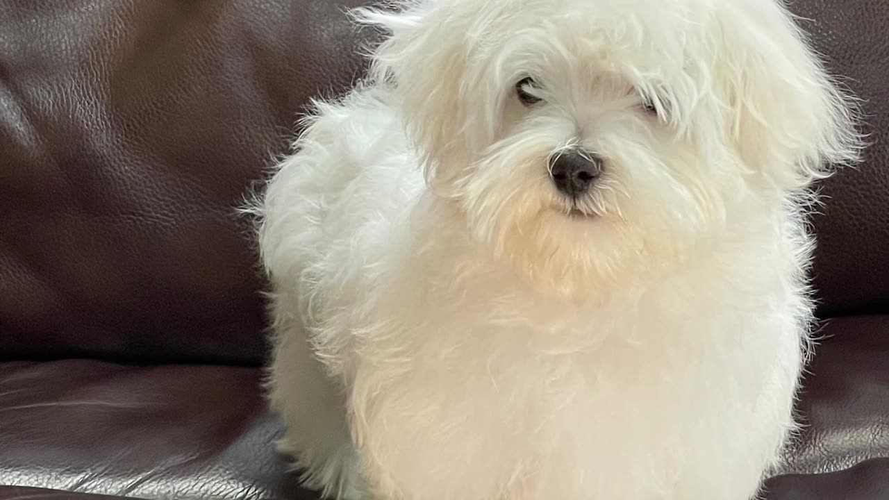 My Cute Maltese Funny Video