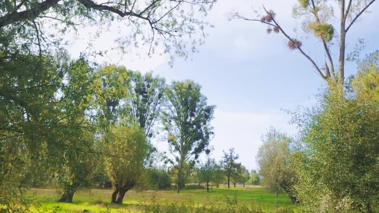 🌟🌿 Mind-Blowing 4K Nature in Düsseldorf! | FunFM