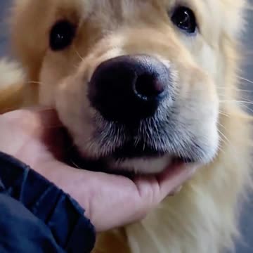 Shannon's golden dog