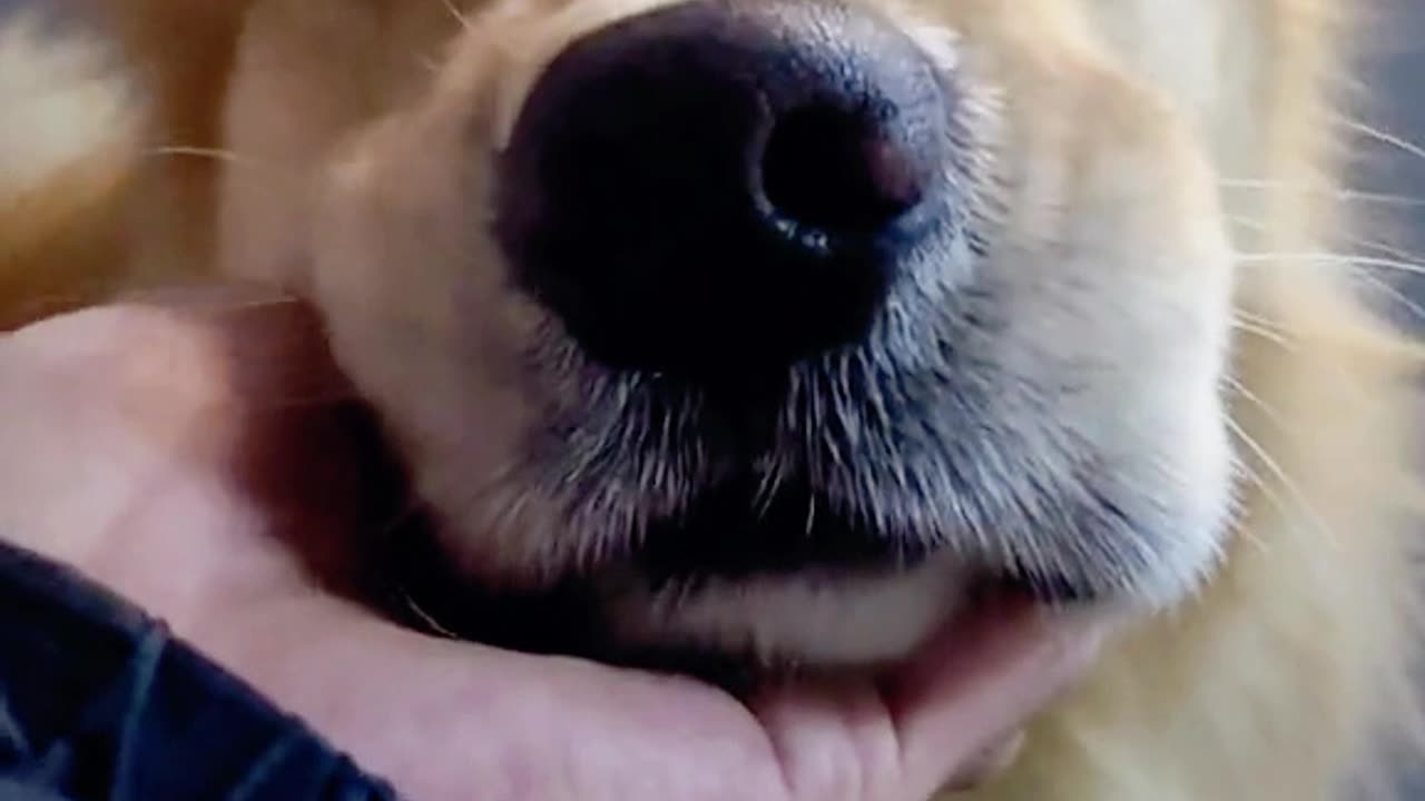 Shannon's golden dog