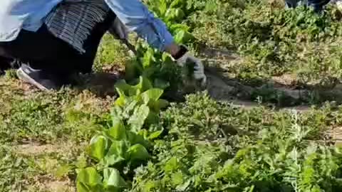 Despite the danger, four young female farmers have returned to cultivate their land