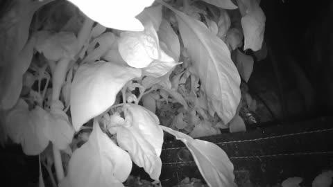 Come Explore With Me – Gen X Nature Stream | Live Pepper Jungle + Chill Vibes