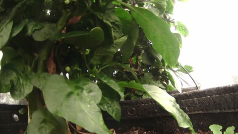 Come Explore With Me – Gen X Nature Stream | Live Pepper Jungle + Chill Vibes