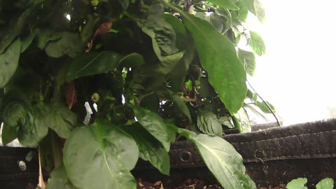 Come Explore With Me – Gen X Nature Stream | Live Pepper Jungle + Chill Vibes