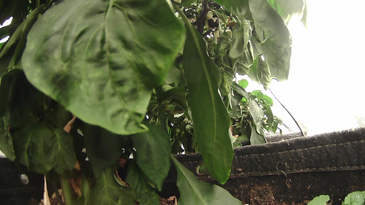 Come Explore With Me – Gen X Nature Stream | Live Pepper Jungle + Chill Vibes