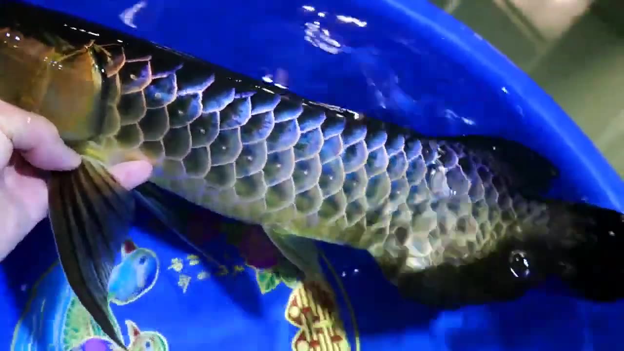 【龍爵士】藍底紀錄