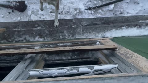 Polar Bear Jumps Through Old Weather Station Window