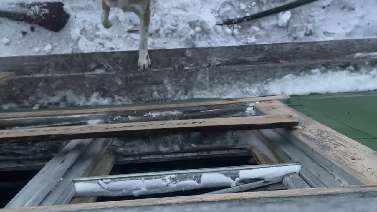Polar Bear Jumps Through Old Weather Station Window
