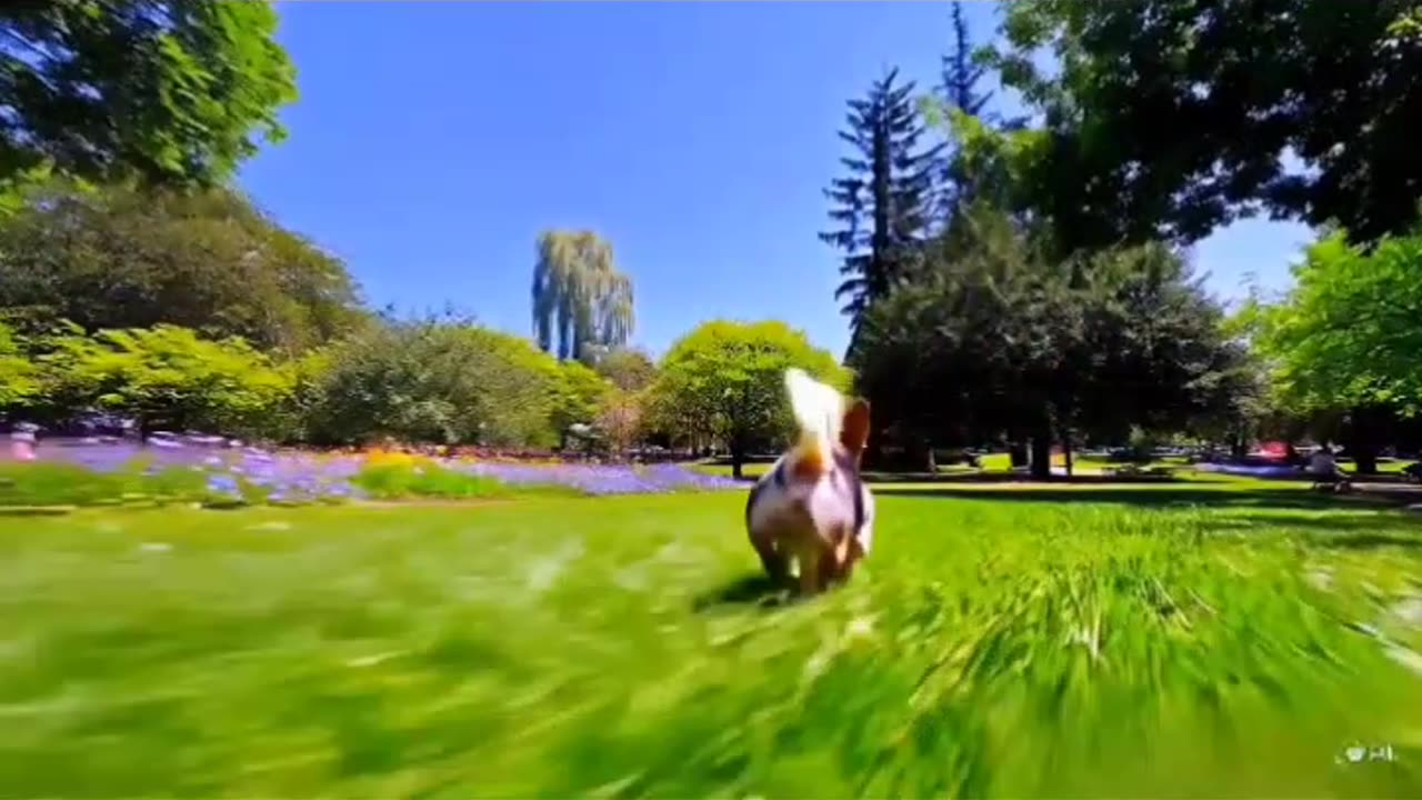 Los perros Chihuahua