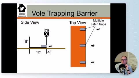 An organic method to prevent voles from damaging lawns and crops