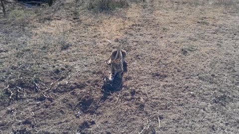 Bobcat in a Bridger #3 walk thru/dirt hole