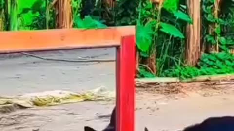 Funny videos 😂 of dog 🐕