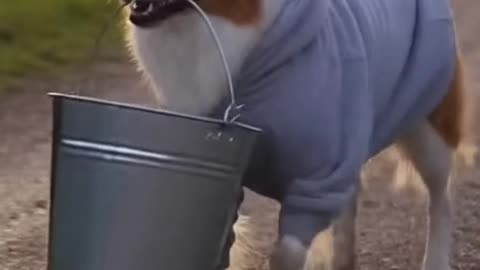 Little dog helps its owner with all tasks.