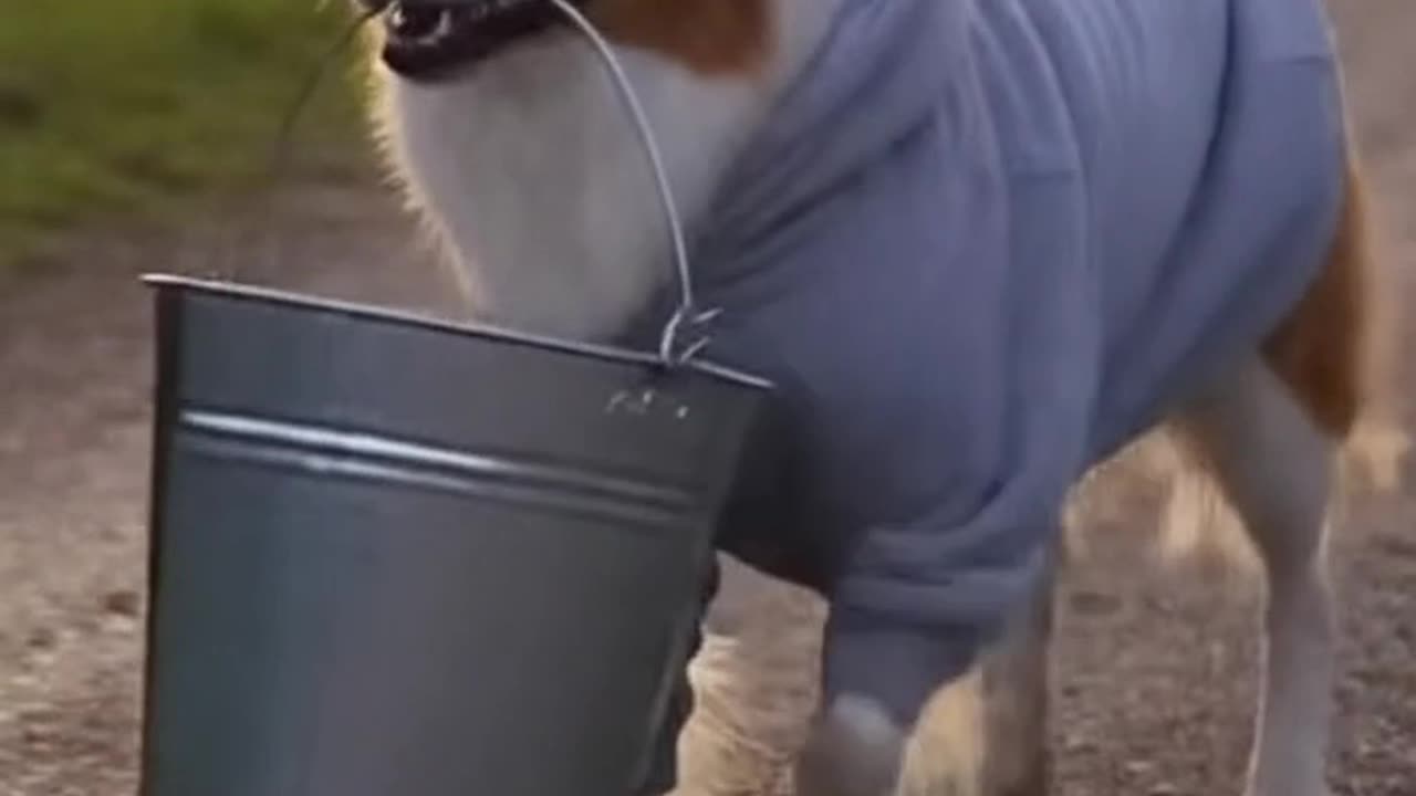 Little dog helps its owner with all tasks.