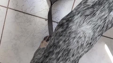 When Your Dog Won't Leave The Construction Workers Alone