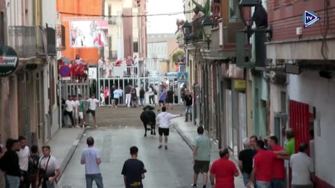VACAS TARDE 7oct FESTES DEL ROSER 2025