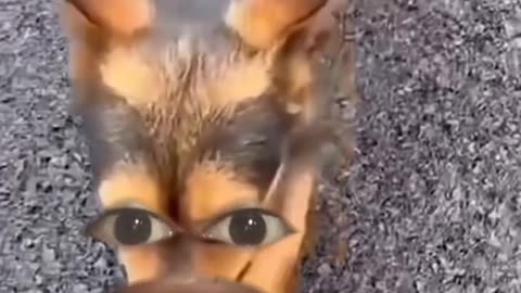 #dog funny