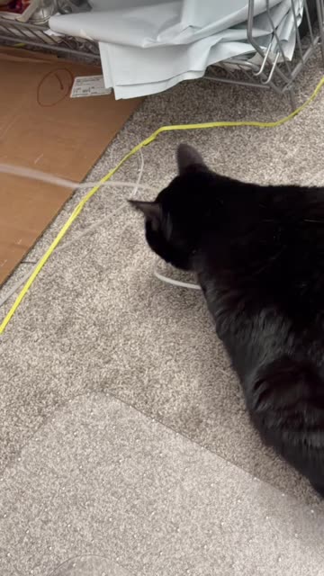 Cute Precious Piper Loves Her Box Straps - My Adopted Shelter Cat Vlog #shorts