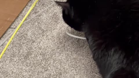 Cute Precious Piper Loves Her Box Straps - My Adopted Shelter Cat Vlog #shorts