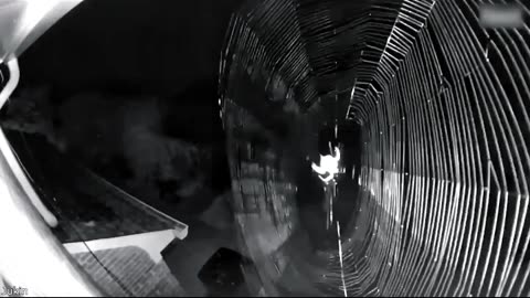 time-lapse of a spider casually building its nest