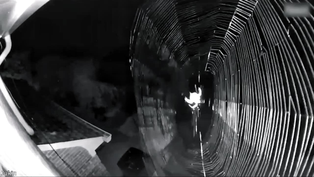 time-lapse of a spider casually building its nest