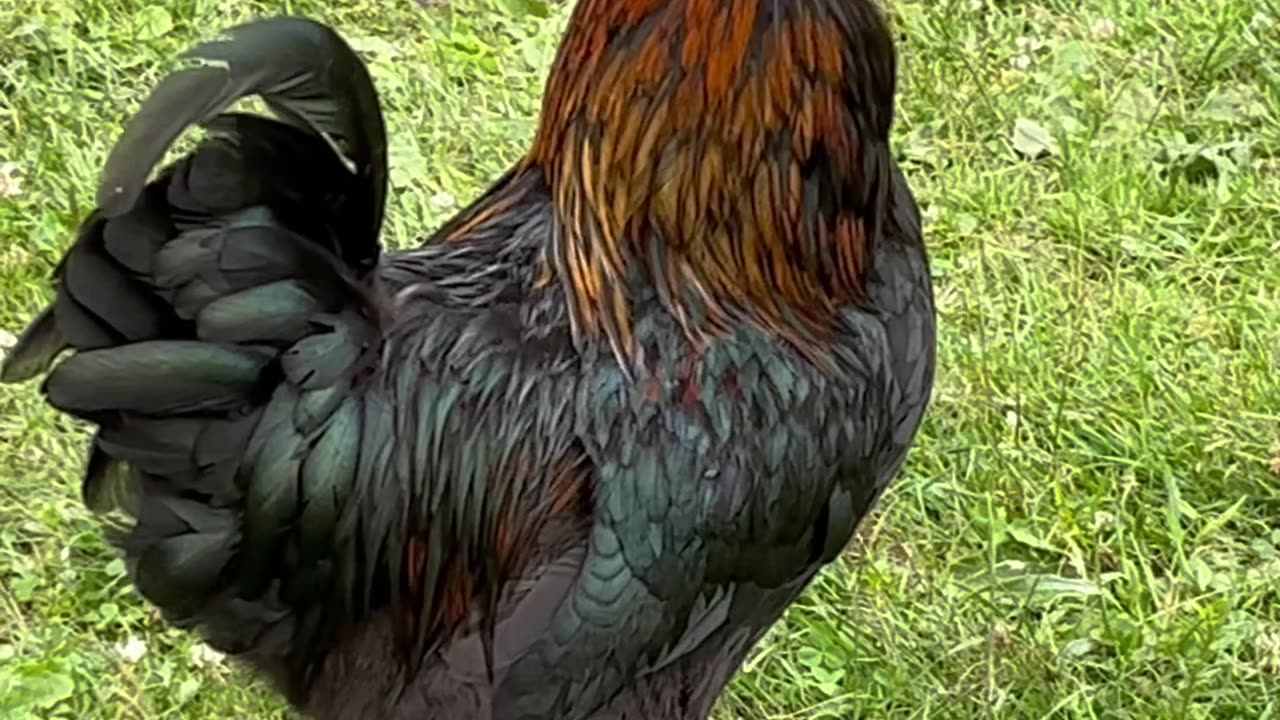 Belding Hill Farms Black Copper Marans Rooster