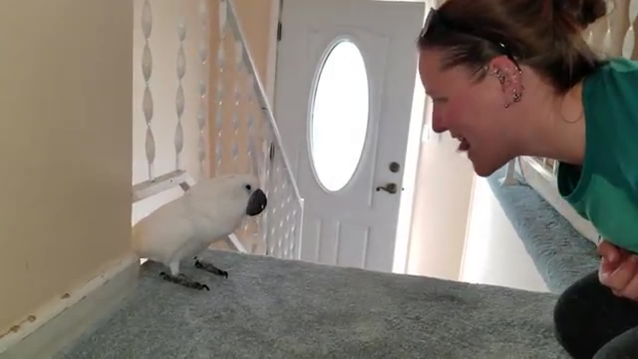 Onni Cockatoo Wants His Tongue Pierced