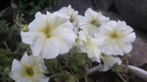 Family of White Petunias