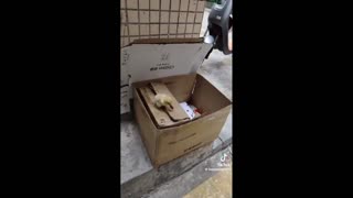 Daddy Goat 24/7 - Out Of Context Memes & Videos